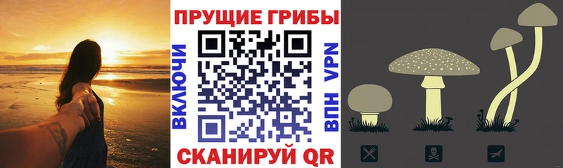 даркнет Telegram  Братск  Псилоцибиновые грибы ЛСД 